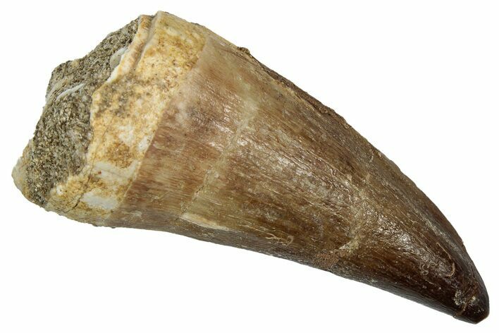 Fossil Mosasaur (Mosasaurus) Tooth - Morocco #345150